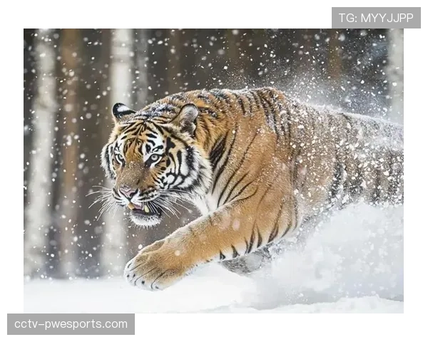 吉林东北虎绝地反击失败,浙江稠州客场险胜拿到赛点 吉林东北虎绝地反击失败,浙江稠州客场险胜拿到赛点